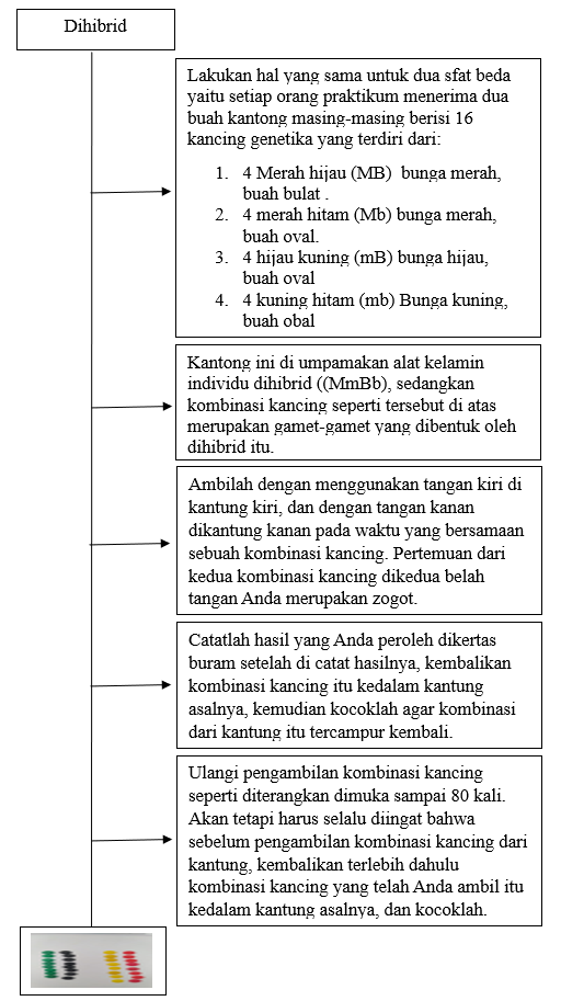 SIMULASI PERCOBAAN HUKUM MENDEL DENGAN MENGGUNAKAN KANCING GENETIKA ...